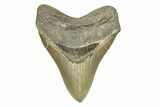 Serrated, Fossil Megalodon Tooth - North Carolina #271233-1